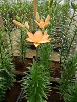 [4090 Orange Cocotte DJ No101.JPG]